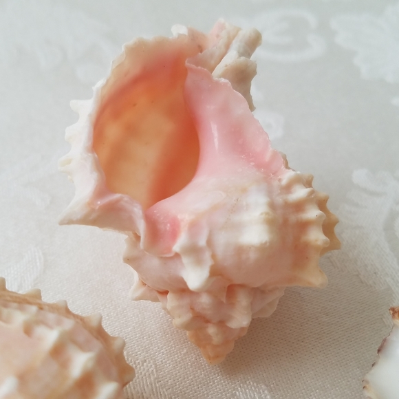 Natural Sea Shells - Picture 11 of 15